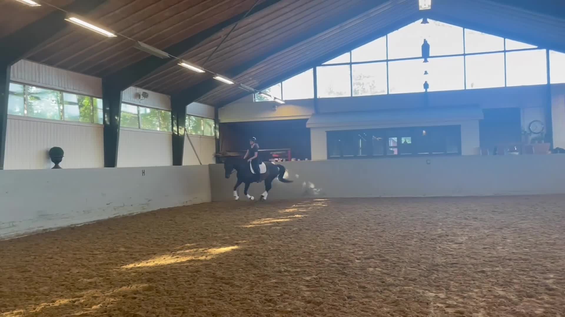 Dressyr hästar till salu: Lovande Dressyrhäst i Onsala - Video 2