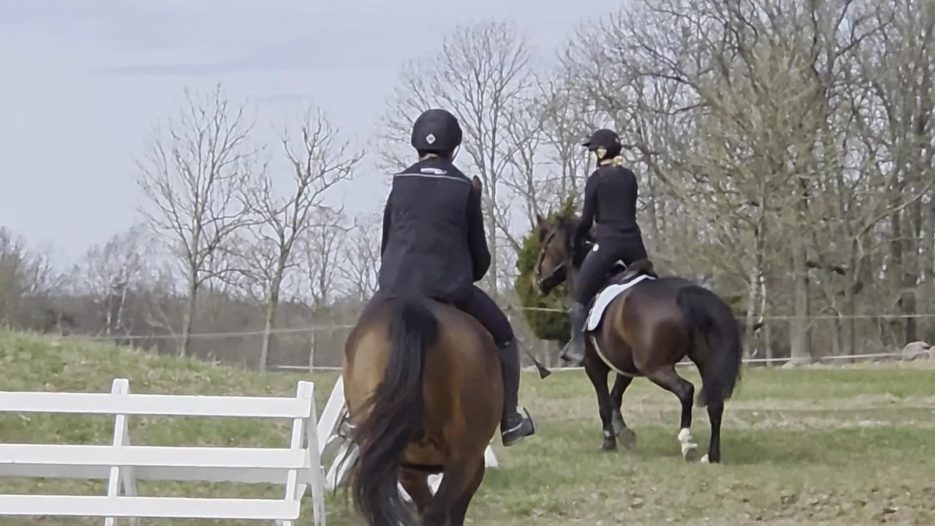 Allround hästar till salu: Allround Ponny - Video 2