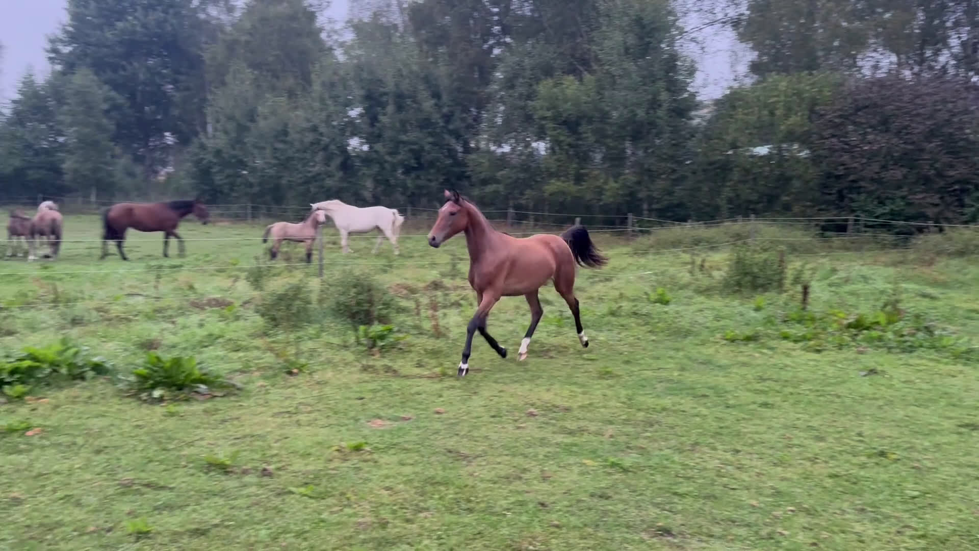 Allround hästar till salu: Blivande 2 åring Kat D i Vimmerby - Video 3