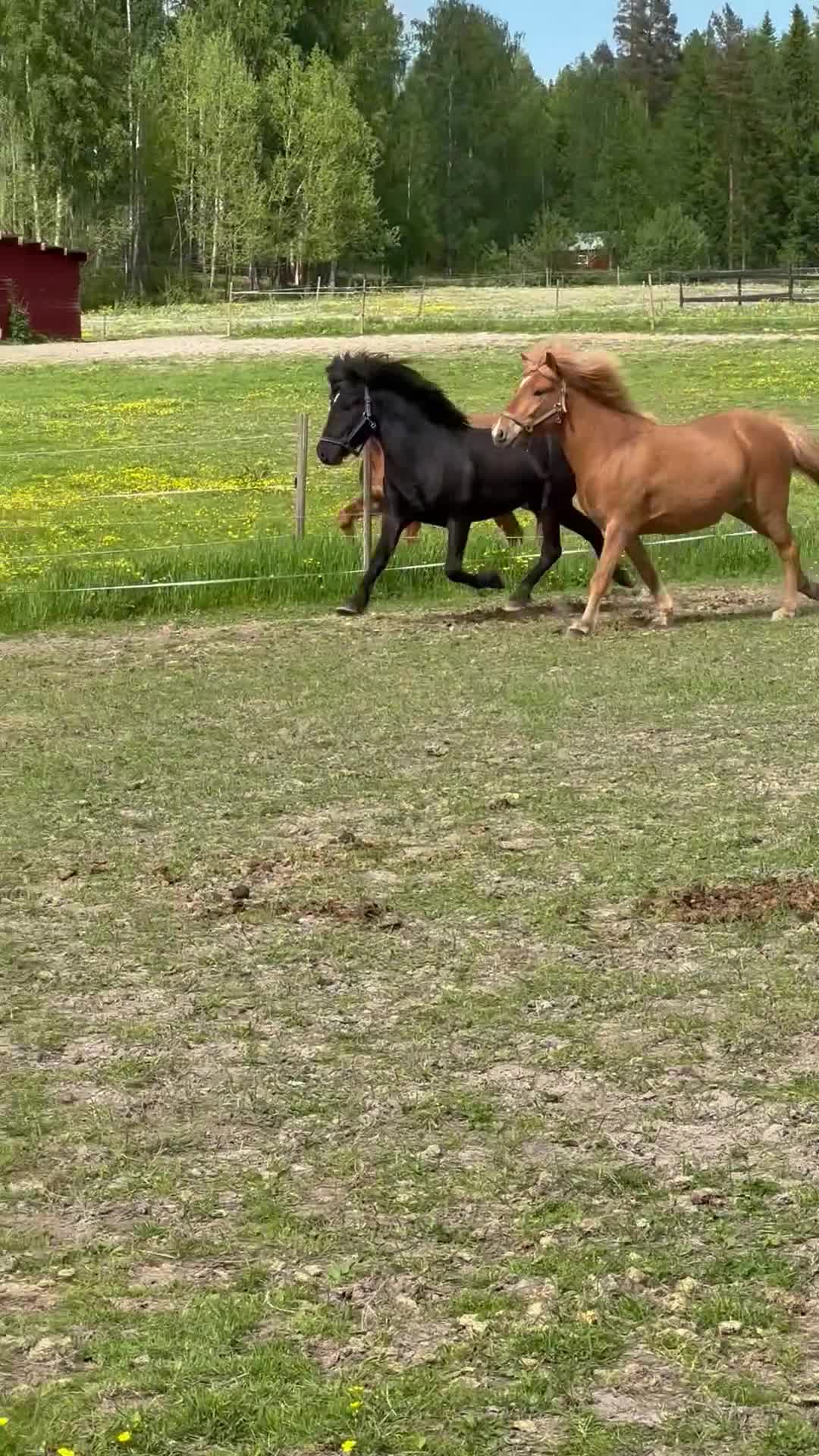 Island hästar till salu: Tívar från Vindäng  - Video 1