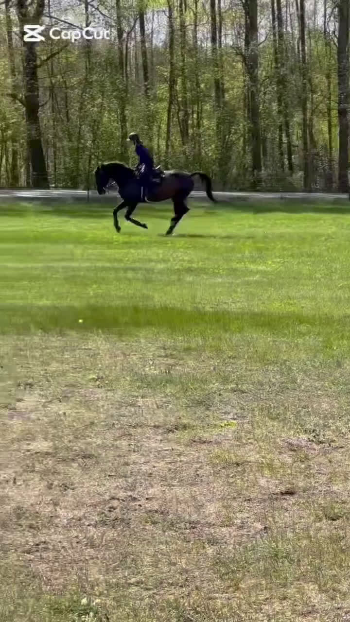 Dressyr hästar till salu: Adelphie - Hästen med ett hjärta av guld - Video 3