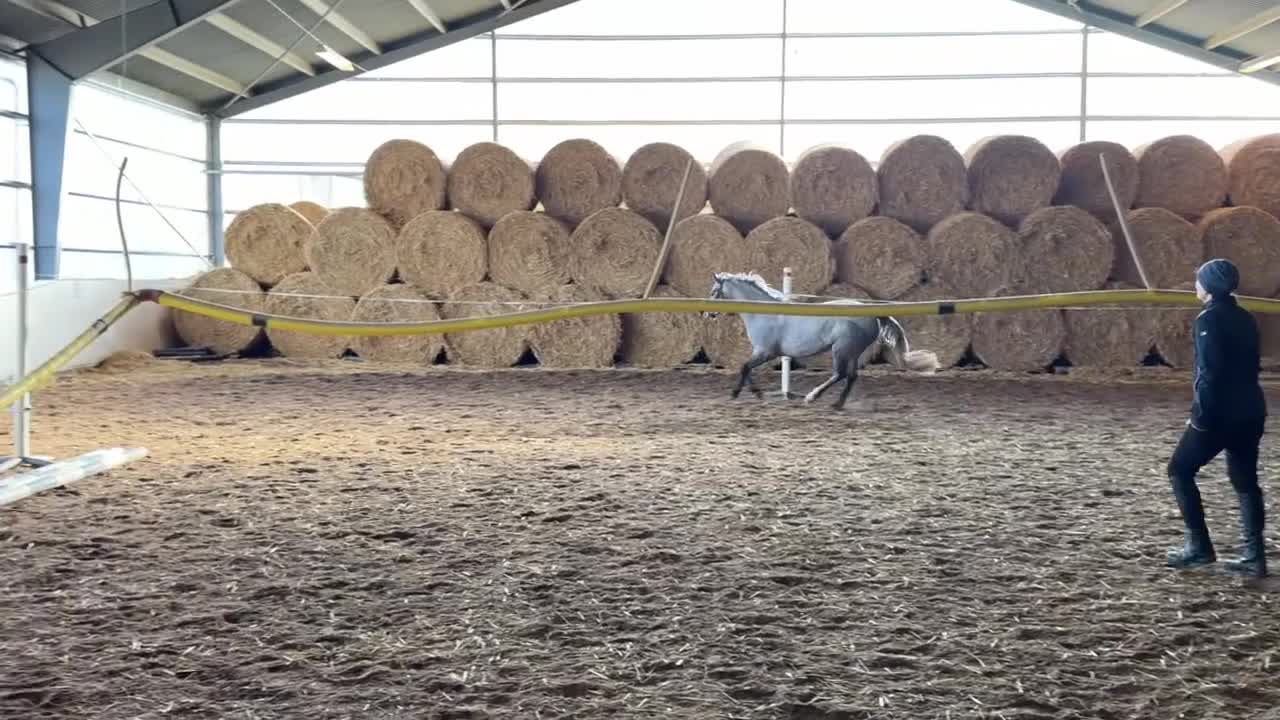 Allround hästar till salu: Svenskfödd connemara sto 3 år - Video 1