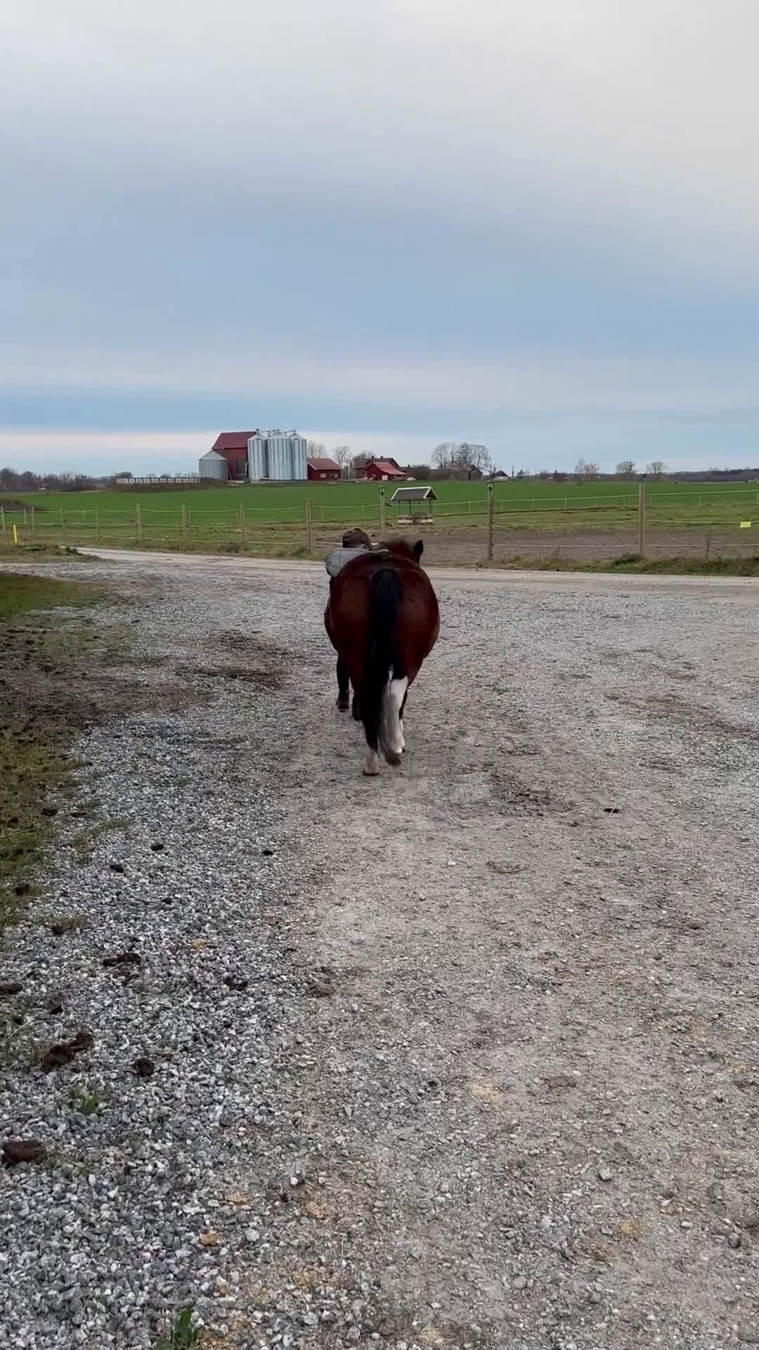 Allround hästar till salu: Den ultimata barnponnyn  - Video 1