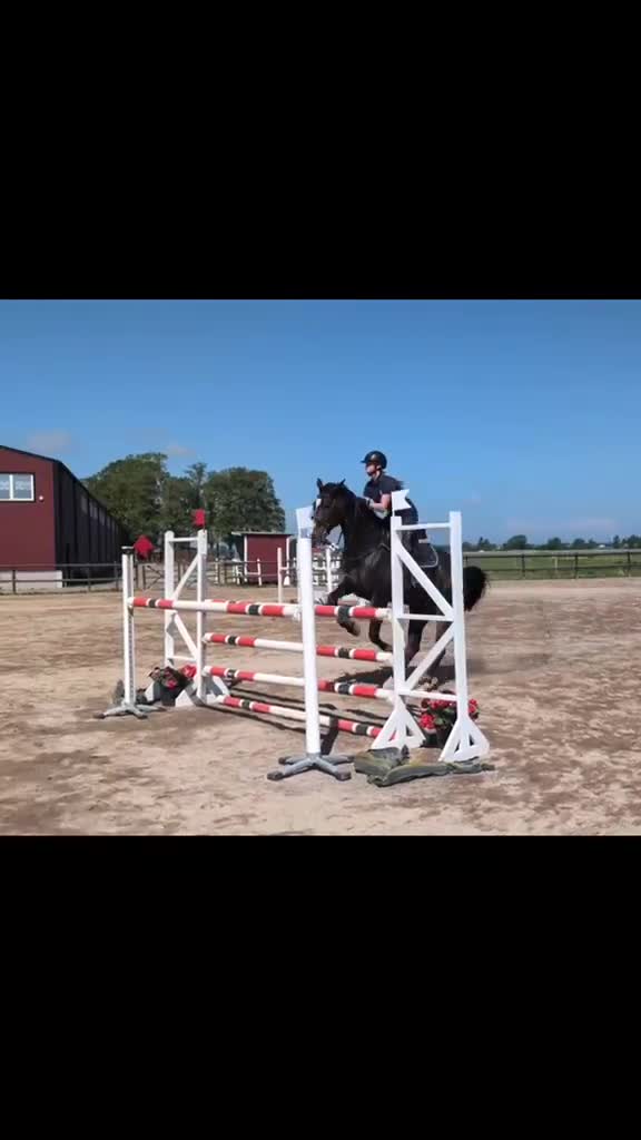 Allround hästar till salu: Lyxigt sto  - Video 2