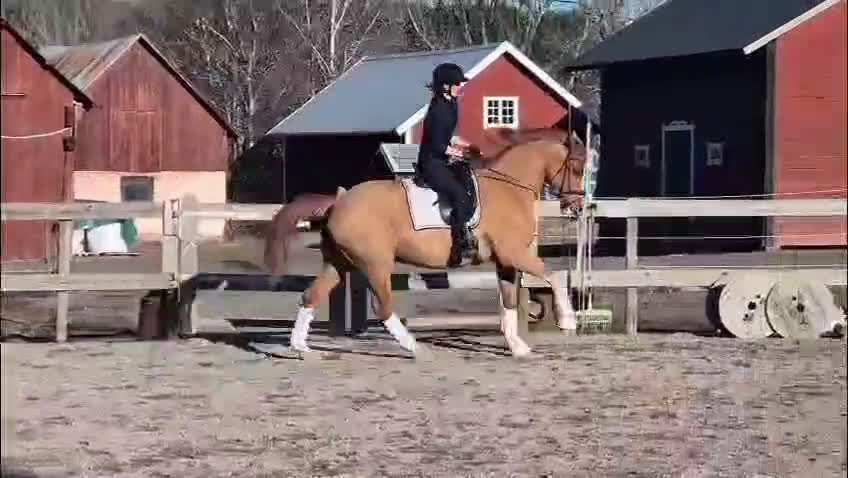 Dressyr hästar till salu: Diplomsto e. Suarez ue. Bernstein  - Video 3