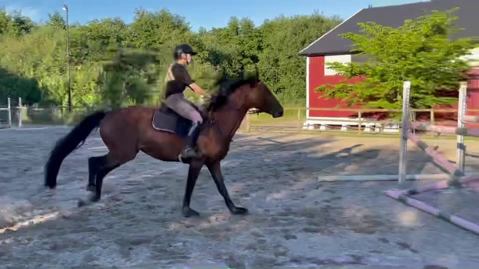 Hoppning hästar till salu: Lyxig sporthäst i Falkenberg - Video 1