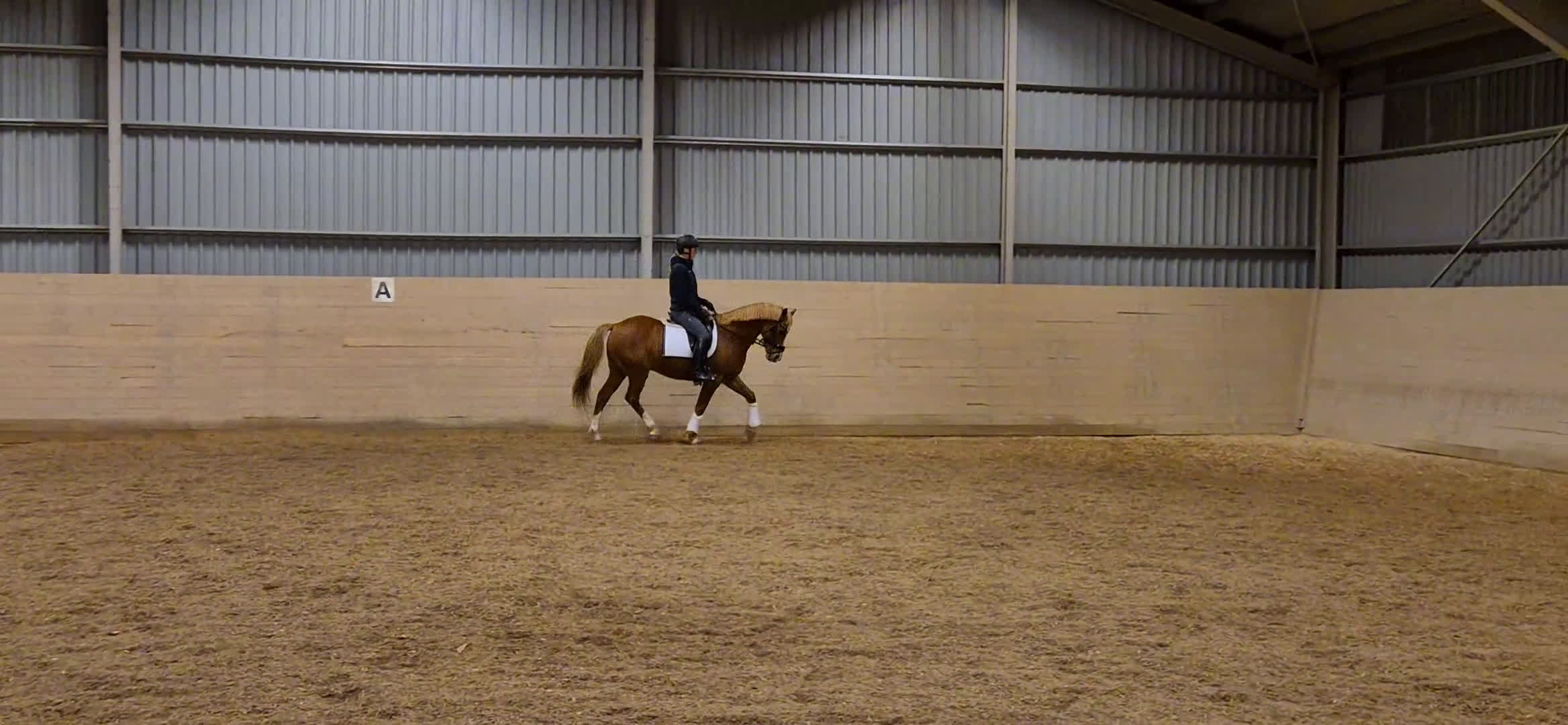 Dressyr hästar till salu: Trygg dressyrponny söker ny ryttare i Fjärdhundra - Video 4