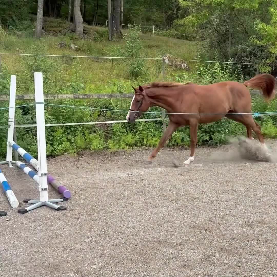 Hoppning hästar till salu: Hoppämne säljes  - Video 1