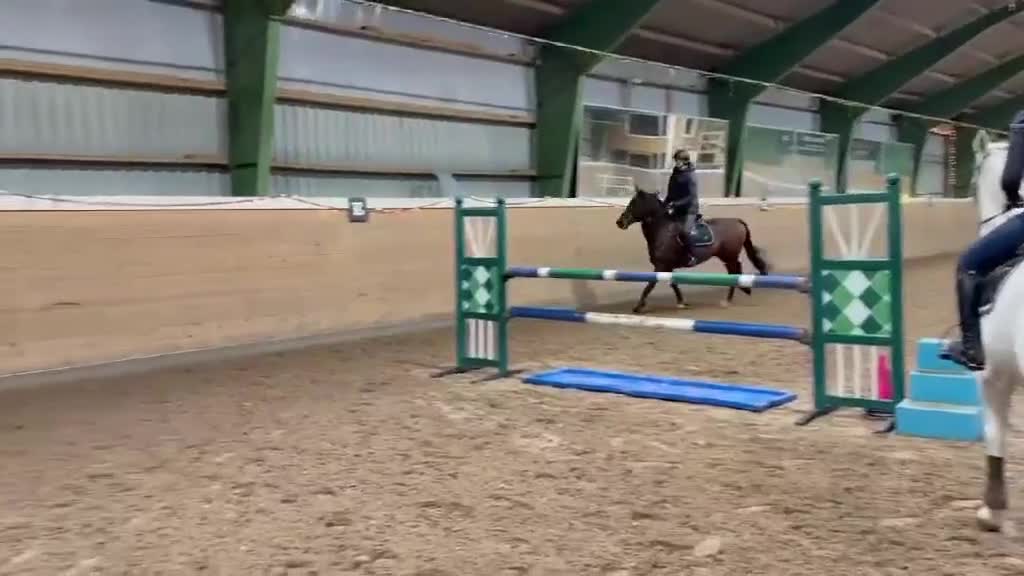 Hoppning hästar till salu: Snygg valack söker ny ryttare - Video 2