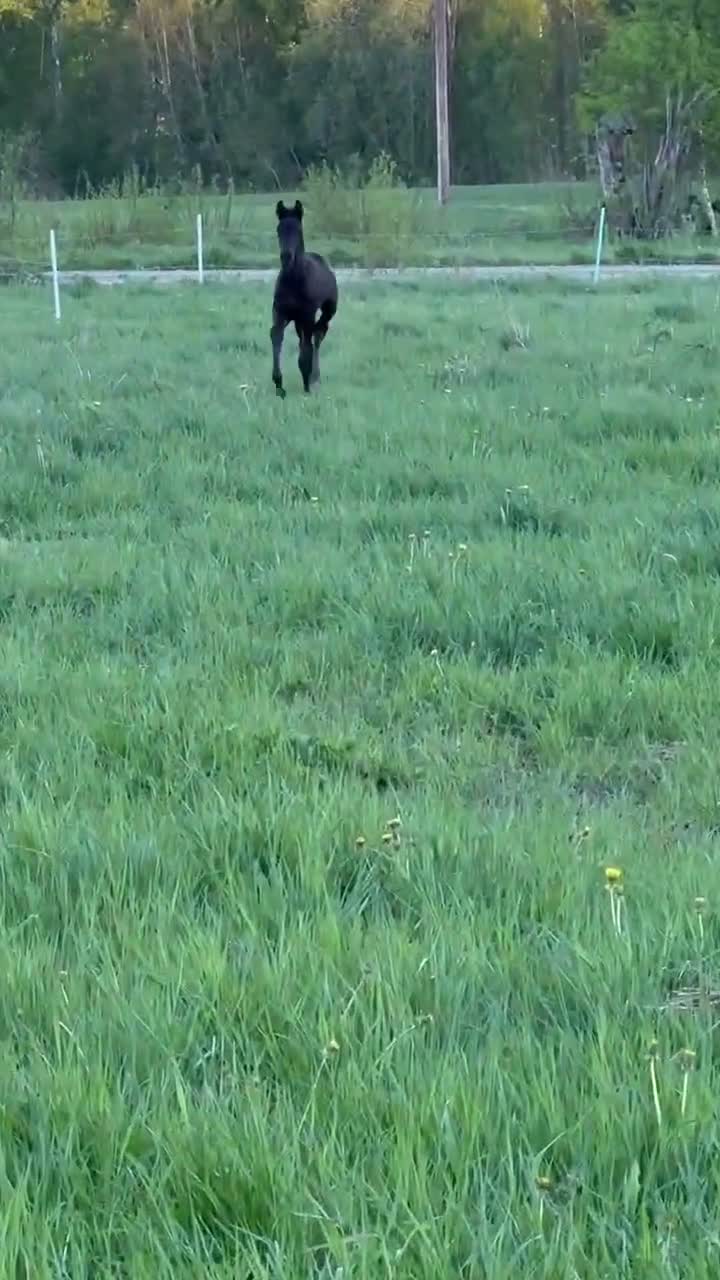 Dressyr hästar till salu: Lovande hingstämne med stark stostam - Video 3