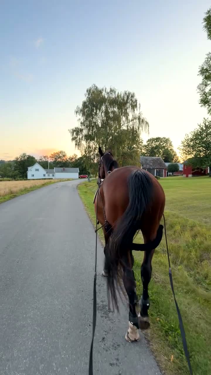 Allround hästar till salu: En vän för livet - Video 2