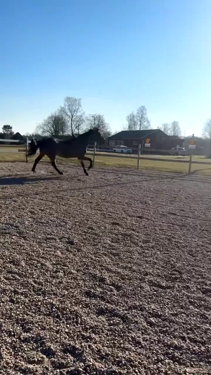 Hoppning hästar till salu: Rolig hobbyhäst inklusive ny sadel  i Bolmsö - Video 2