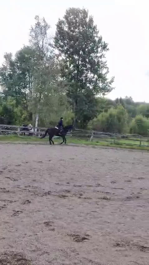 Allround hästar till salu: Fantastiskt sto söker nytt hem i Stenkullen - Video 3