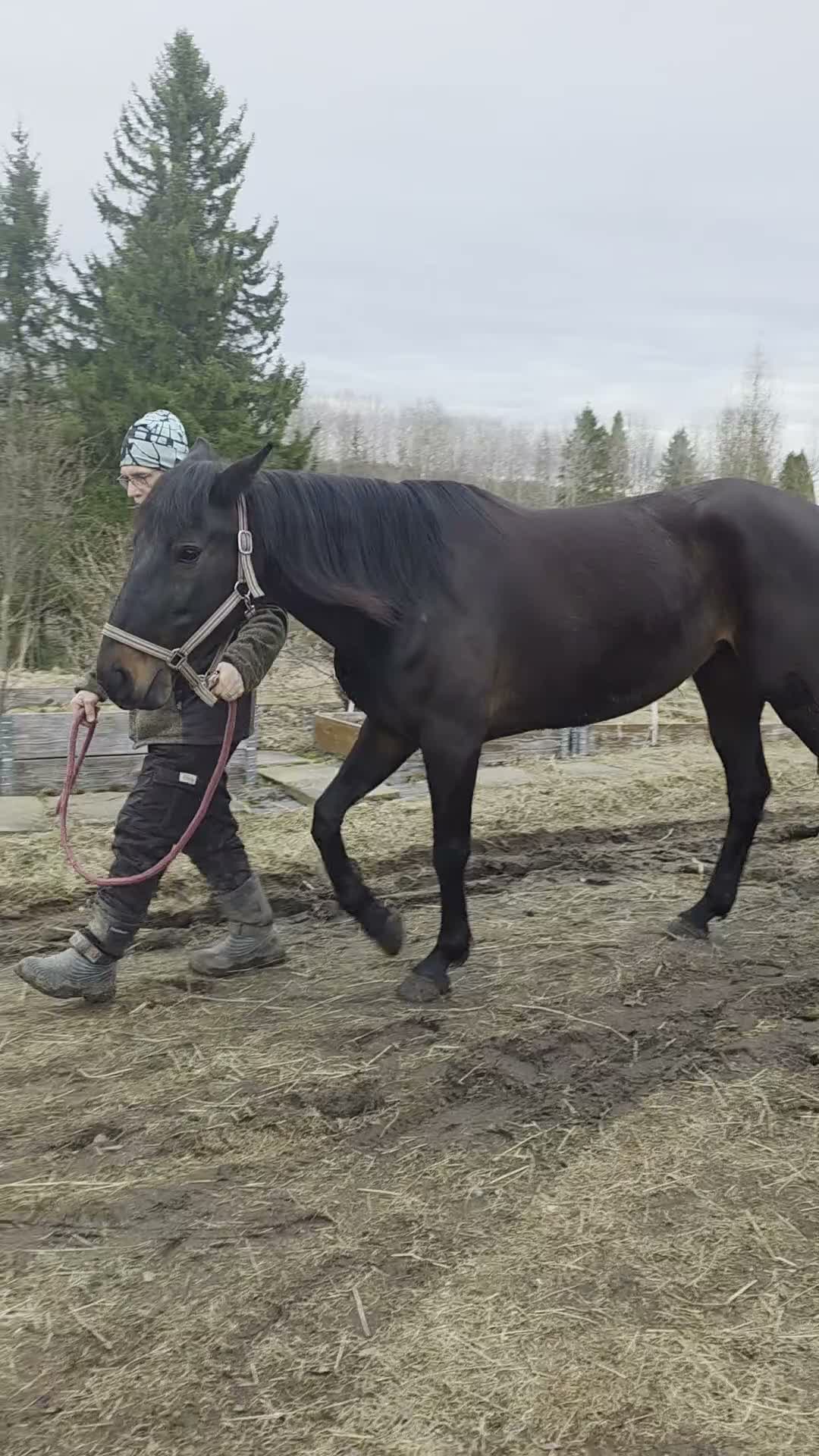 Allround hästar till salu: Säljes eller fodervärd  - Video 3