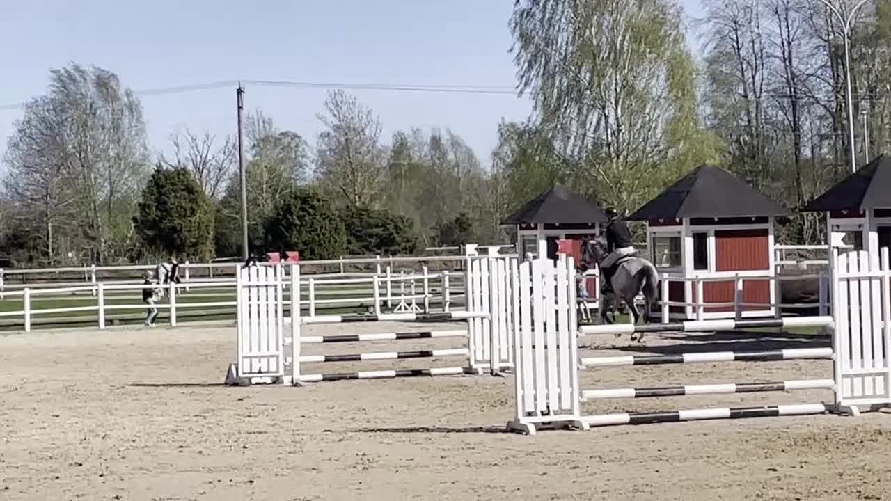 Hoppning hästar till salu: Talangfull häst med fin framtid 🌟 - Video 2