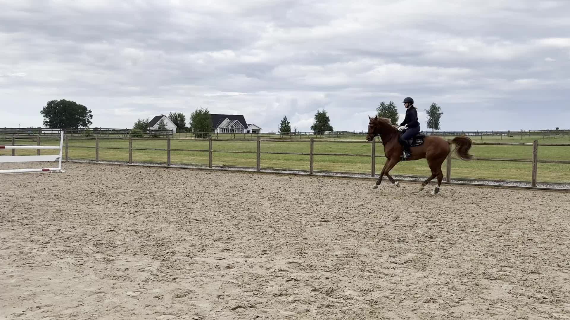 Hoppning hästar till salu: Lovande 6-årig valack - Video 1