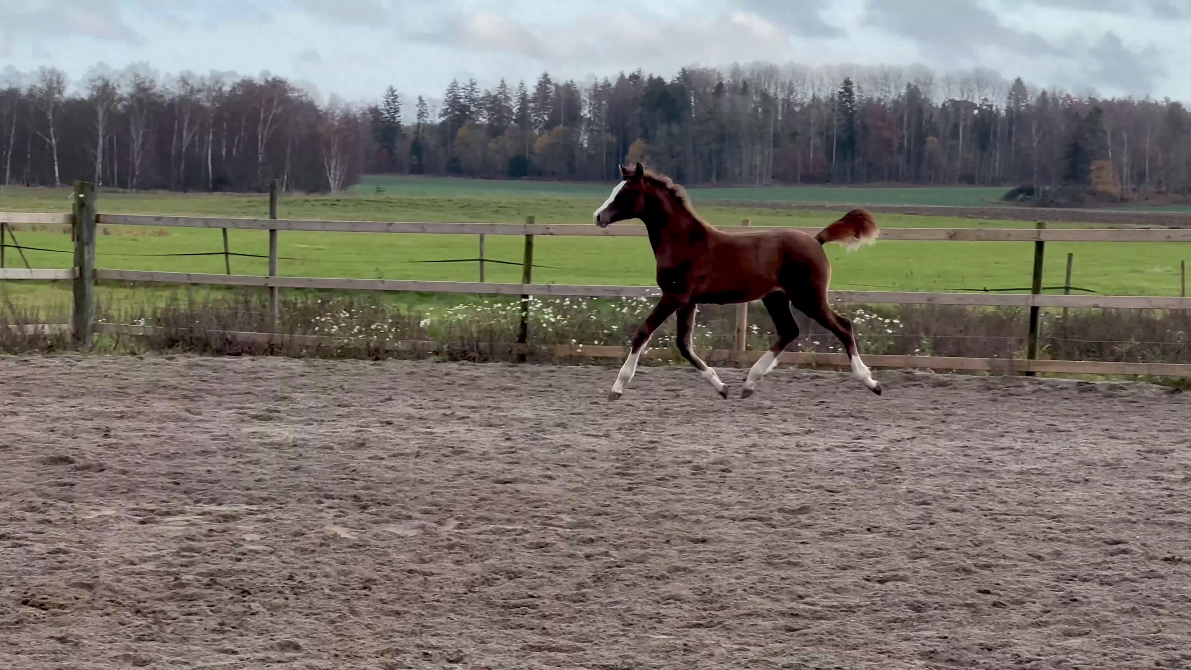 Hoppning hästar till salu: Internationellt prestationsblod i Stallarholmen - Video 3