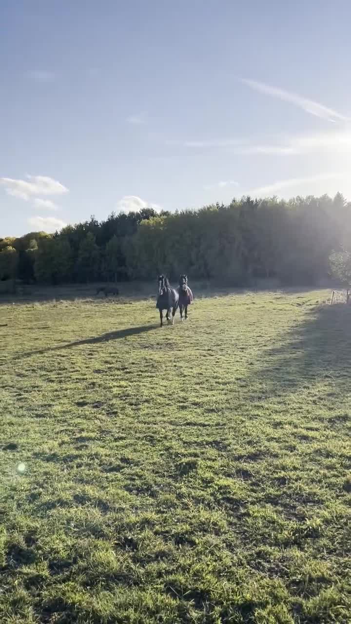  stallplats finnes: Ledig stallplats i trevligt stall m ridhus - Täby - Video 3