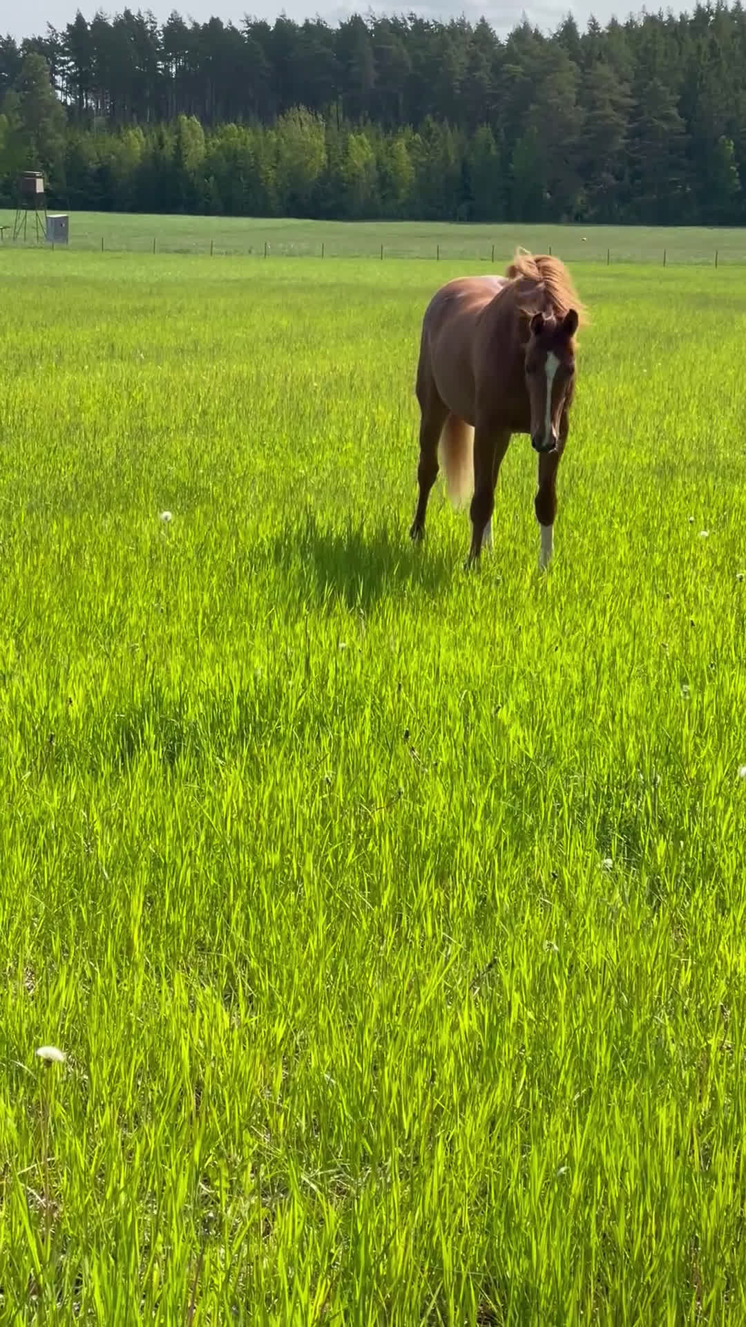 Allround hästar till salu: Elegant 2-årig valack e. Kespri DC ue. Zafferano i Bro - Video 1