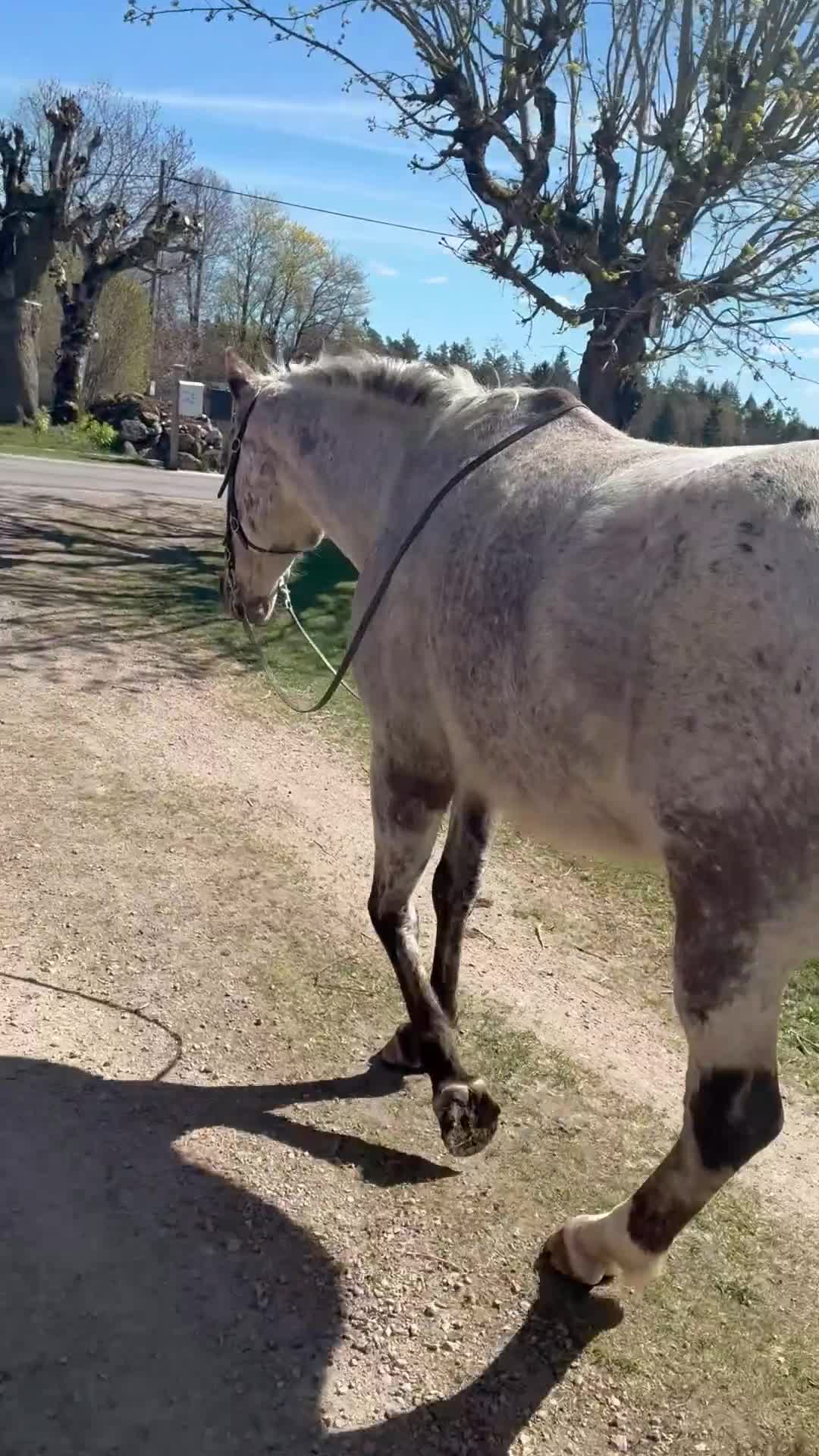 Övrigt hästar till salu: Appaloosa - Video 1