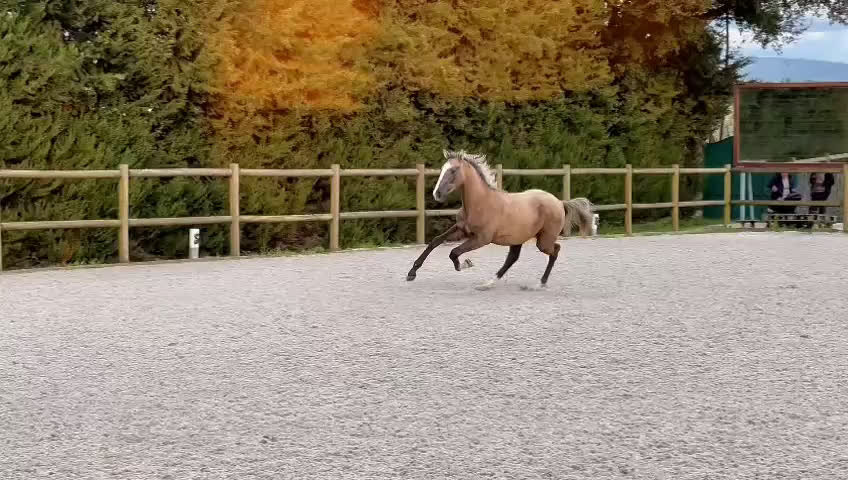 Avelshästar hästar till salu: Ettåring  lusowarmblood i Lund - Video 1