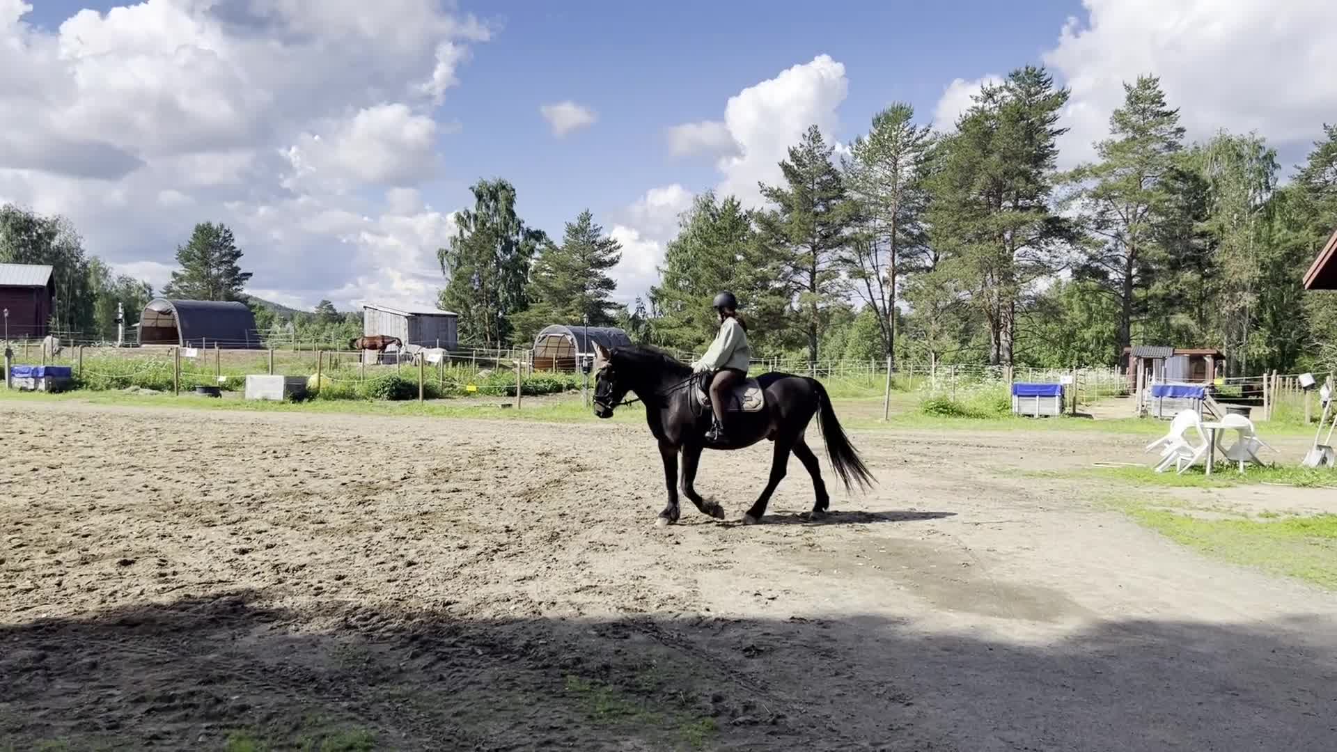 Allround hästar till salu: Sällskaps/Hobbyhäst för den som gillar fart! - Video 1