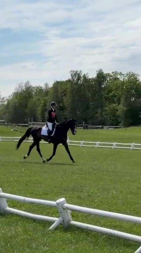 Fälttävlan hästar till salu: SWB-valack, f. 18, e. Click and Cash - Video 1