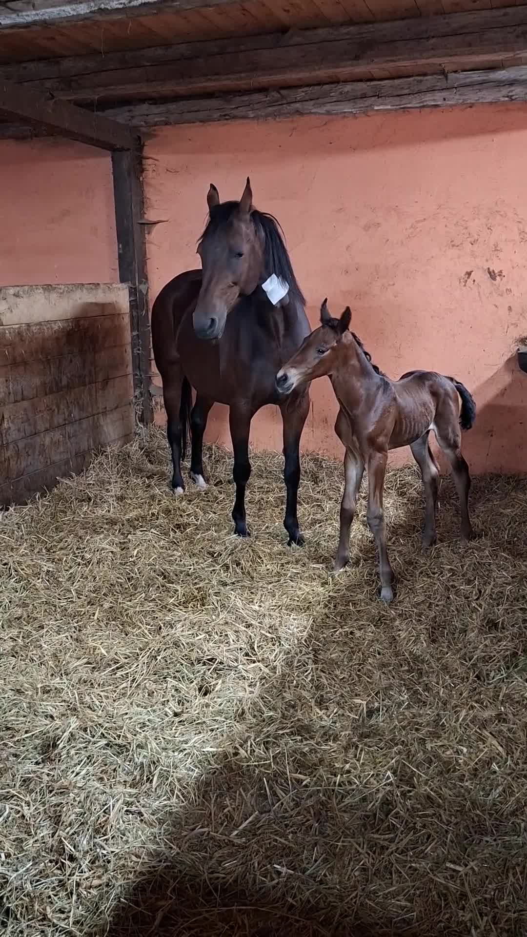 Dressyr hästar till salu: Föl e Touchdown ue Carlton Hill - Video 3