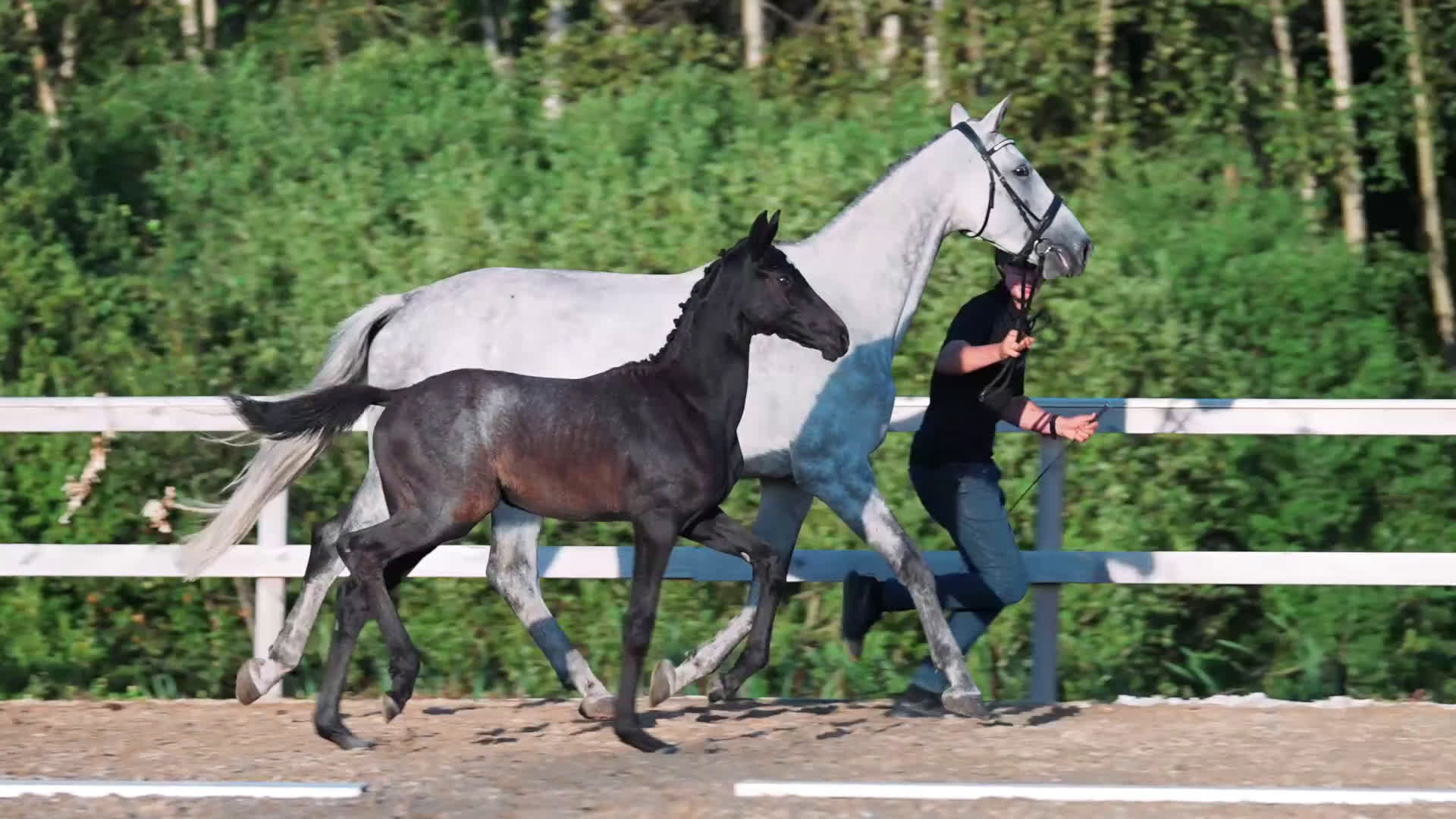 Avelshästar hästar till salu: Framtida ämne i Mellerud - Video 1