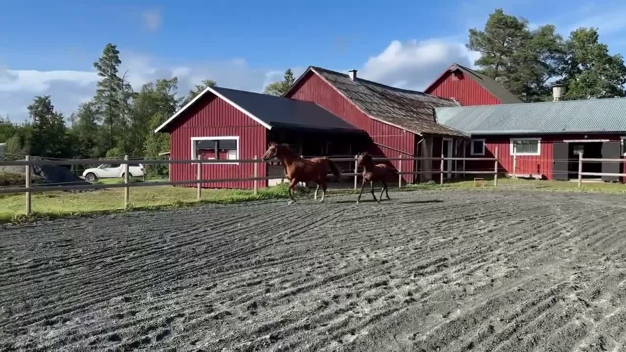 Allround hästar till salu: Härligt stoföl - Video 1