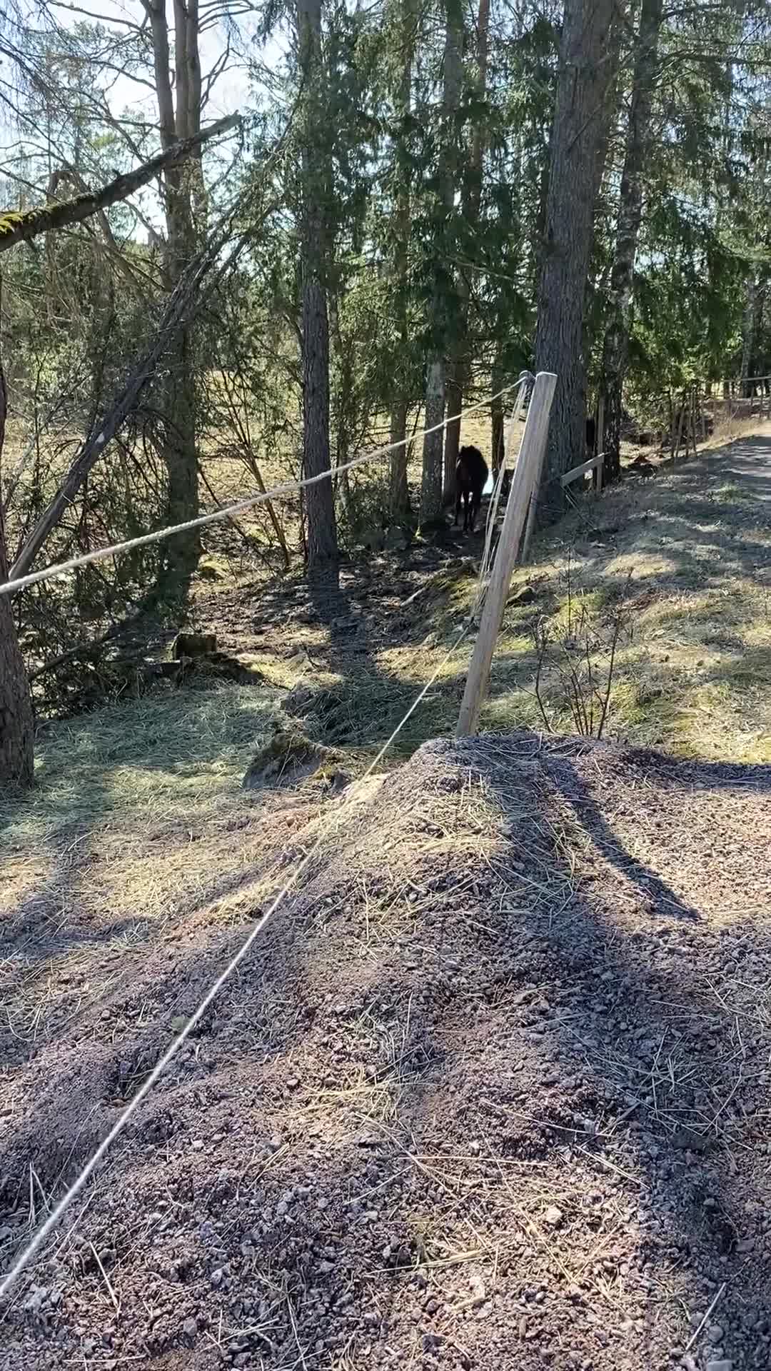 Fälttävlan hästar till salu: 1-årig valack efter Converse All Star - Video 3