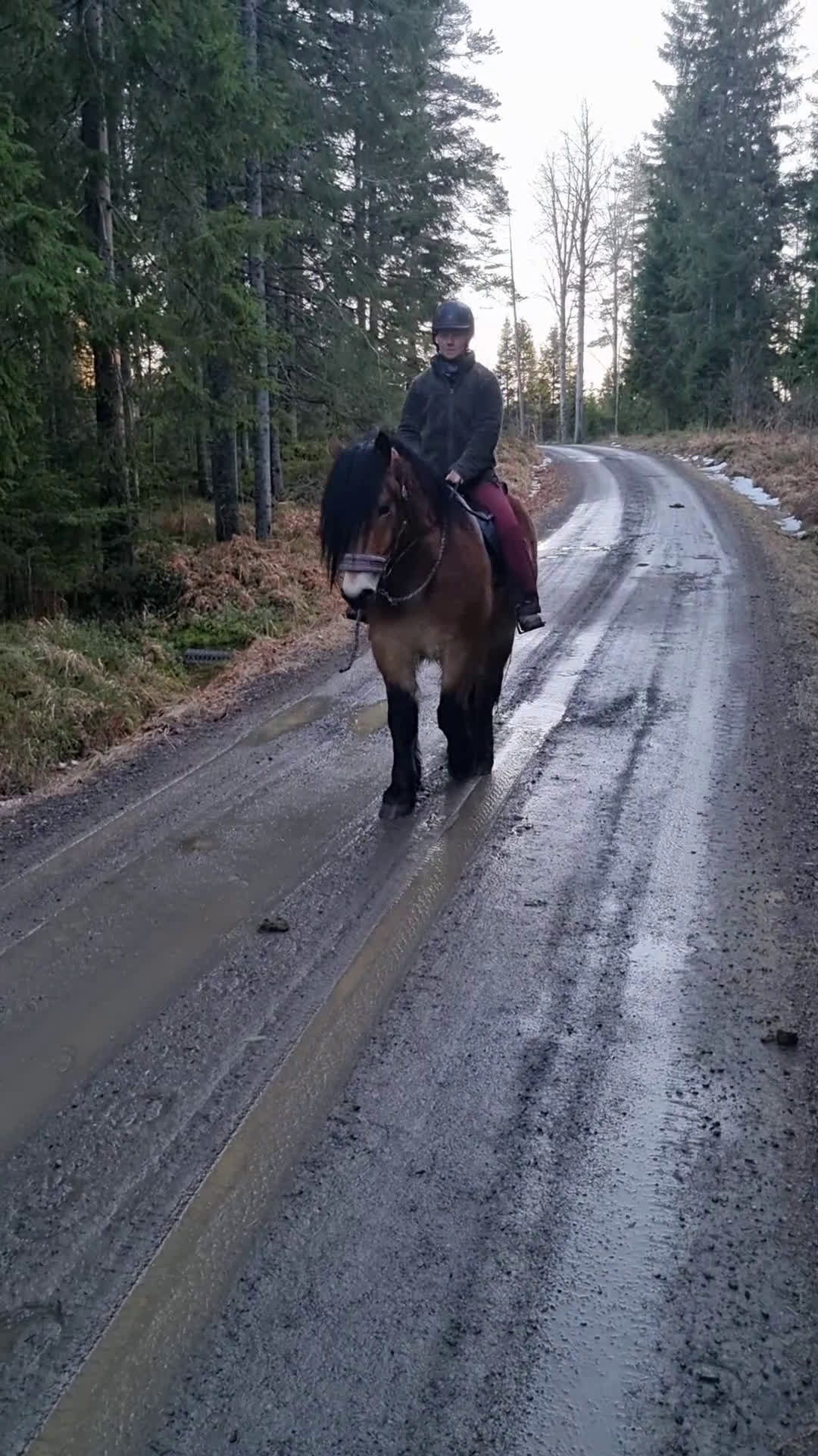 Allround hästar till salu: Snäll och charmig valack  - Video 1