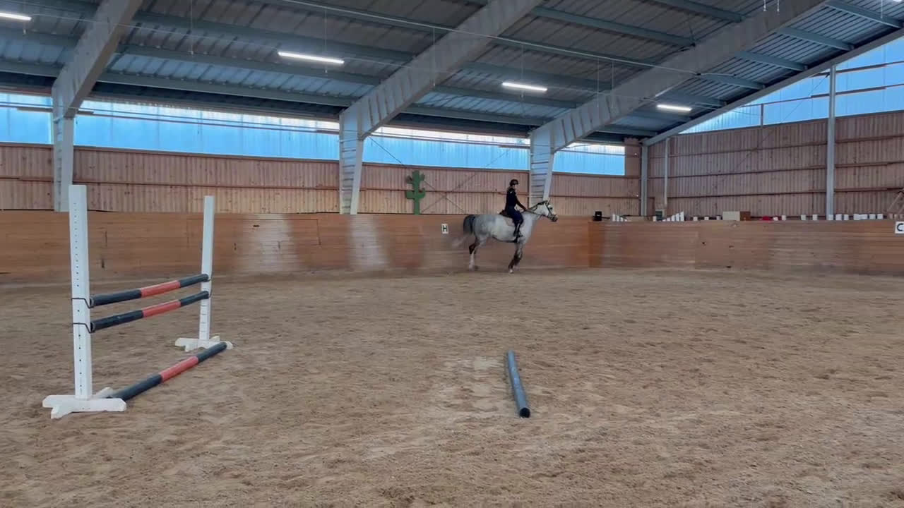 Hoppning hästar till salu: Snygg, trevlig och stor Valack med fin stam i Linköping - Video 1