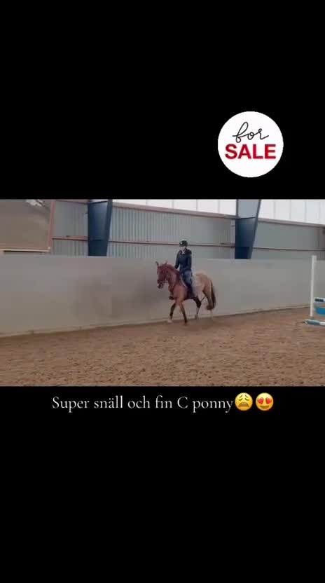 Allround hästar till salu: Super snäll söt ponny - Video 1