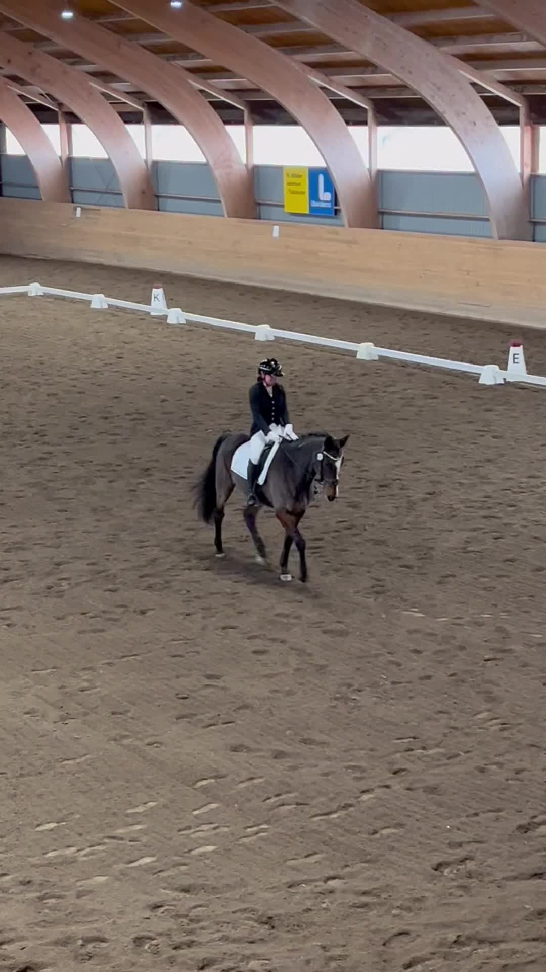 Allround hästar till salu: Fantastisk läromästare  i Skövde - Video 1