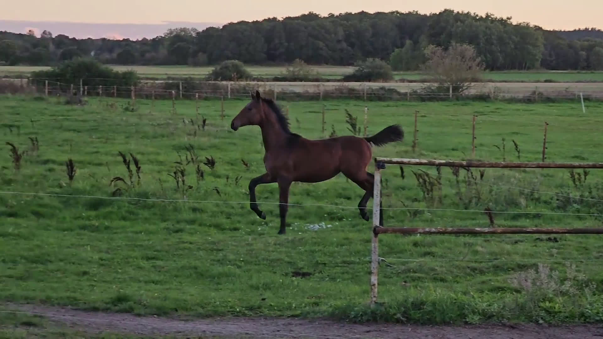 Dressyr hästar till salu: Premie-stoföl i Sölvesborg - Video 1