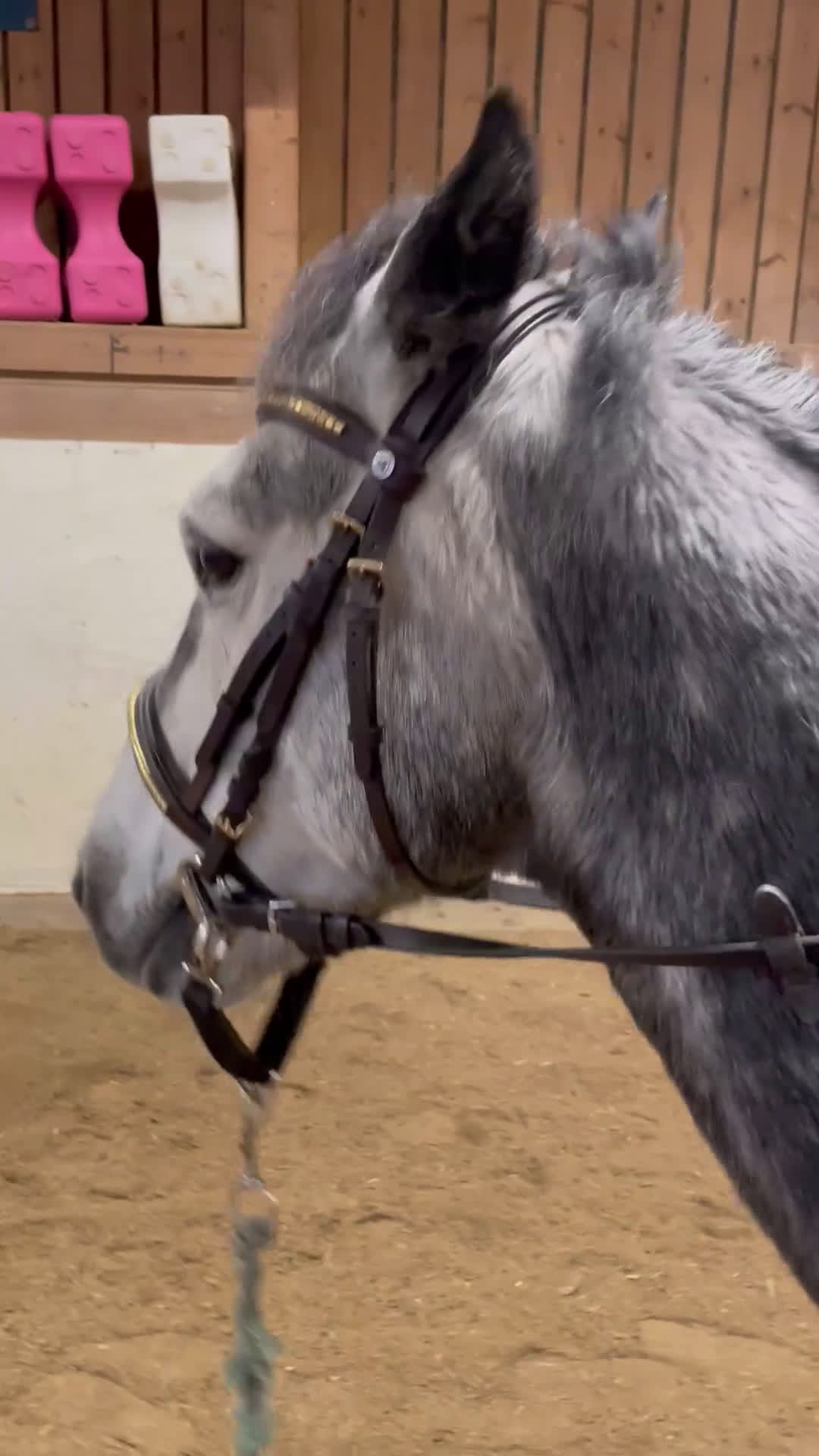 Allround hästar till salu: Sötaste Robbie i Ludvika - Video 3