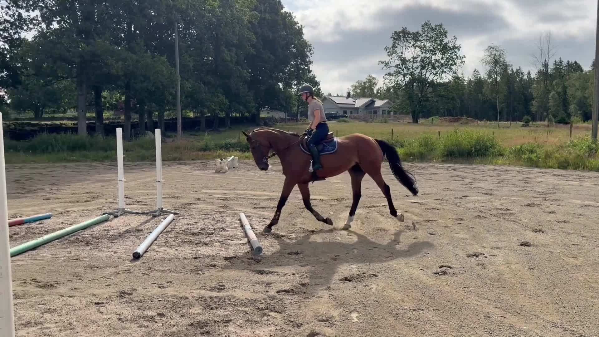 Allround hästar till salu: Underbart sto!  - Video 4