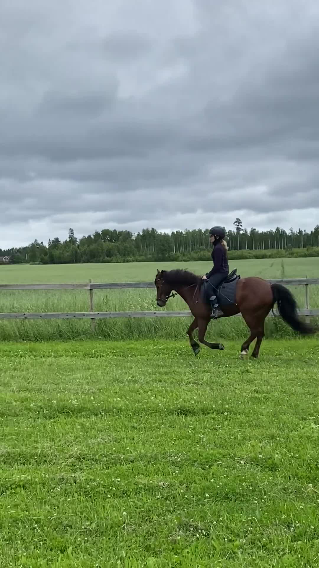 Allround hästar till salu: Skogsmulle och kompis i Ervalla - Video 4