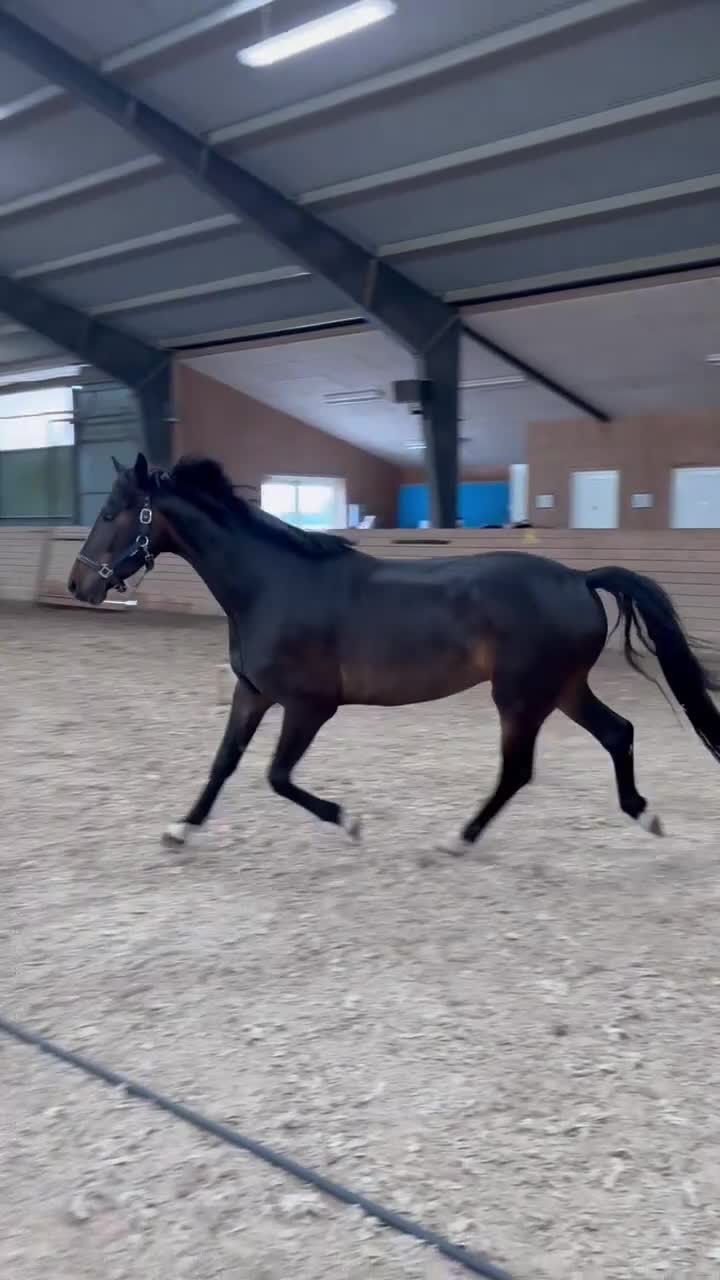 Dressyr hästar till salu: 4 års hest tilsalg  - Video 1