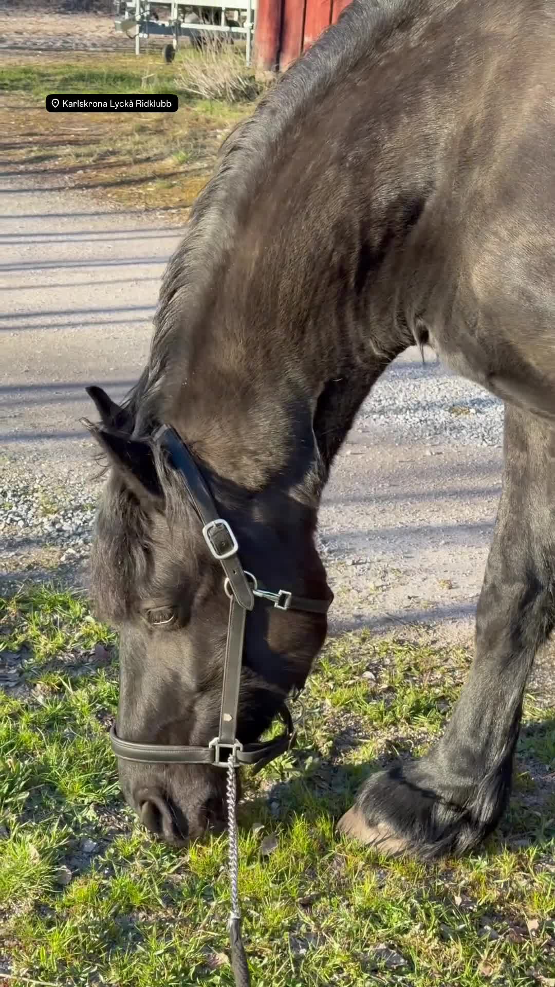 Dressyr hästar till salu: 🌸 VACKERT BAROCKPINTO-STO 🌸 - Video 1
