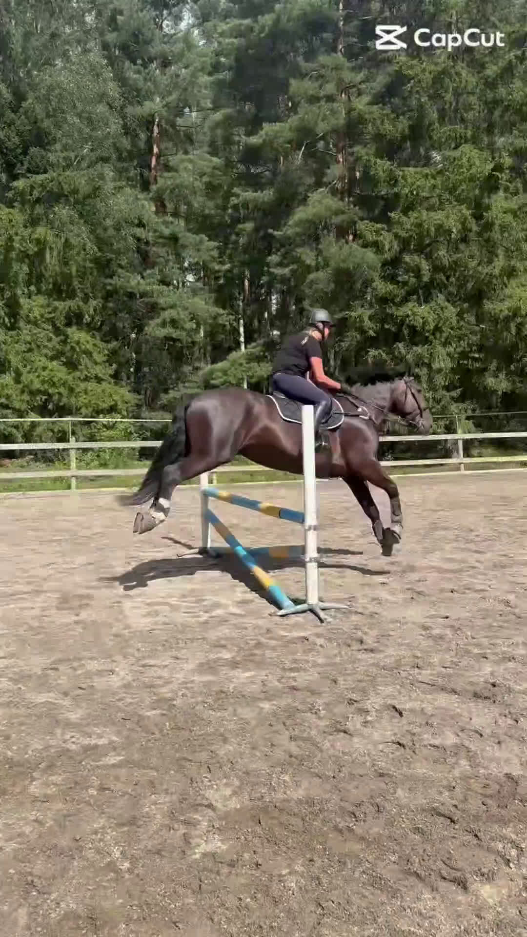  foderhäst finnes: Trevlig träningskompis för den erfarna i Västerås - Video 1
