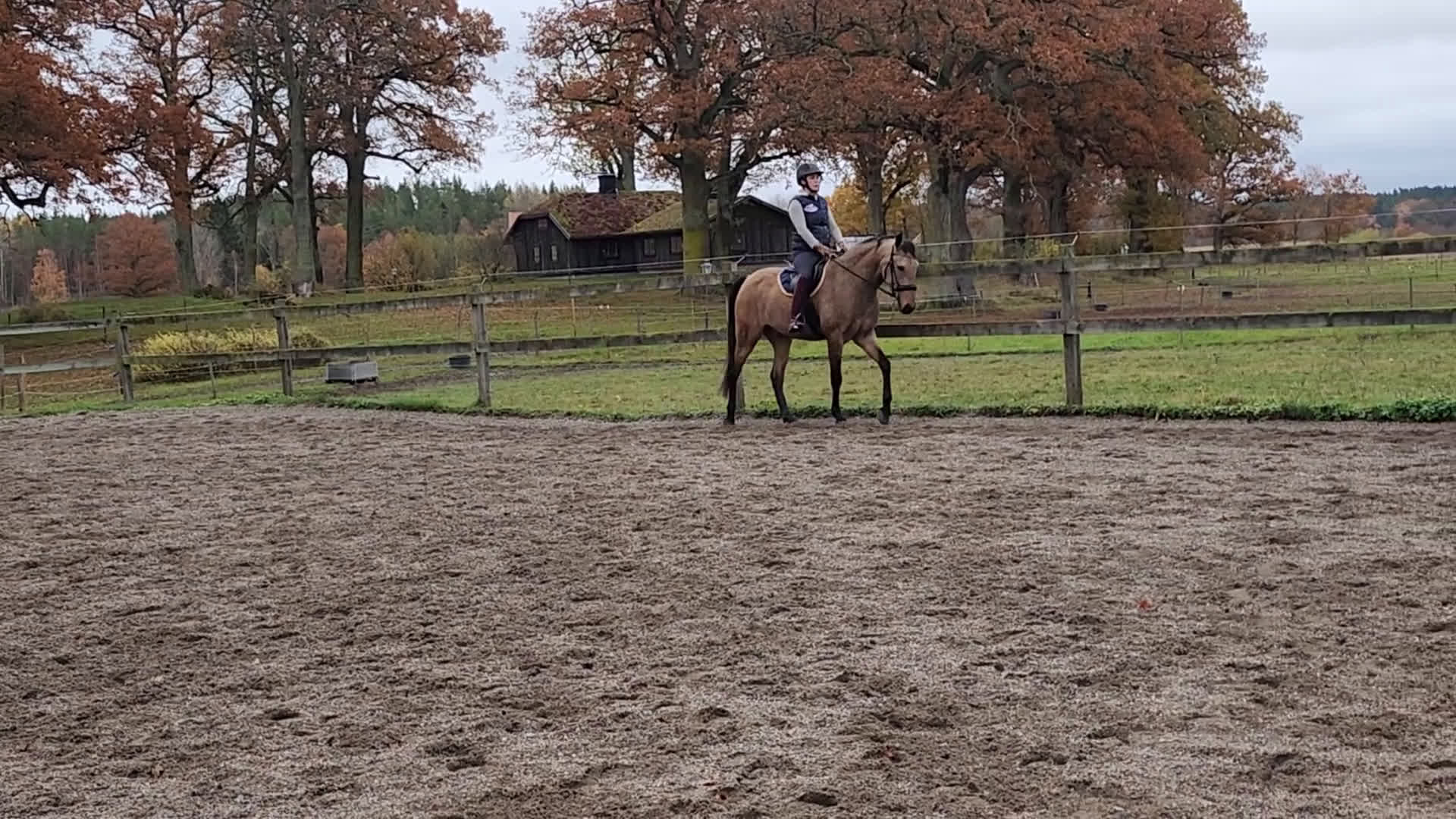 Dressyr hästar till salu: Ung Lusitano valack med stor utvecklings potential i Stallarholmen - Video 1