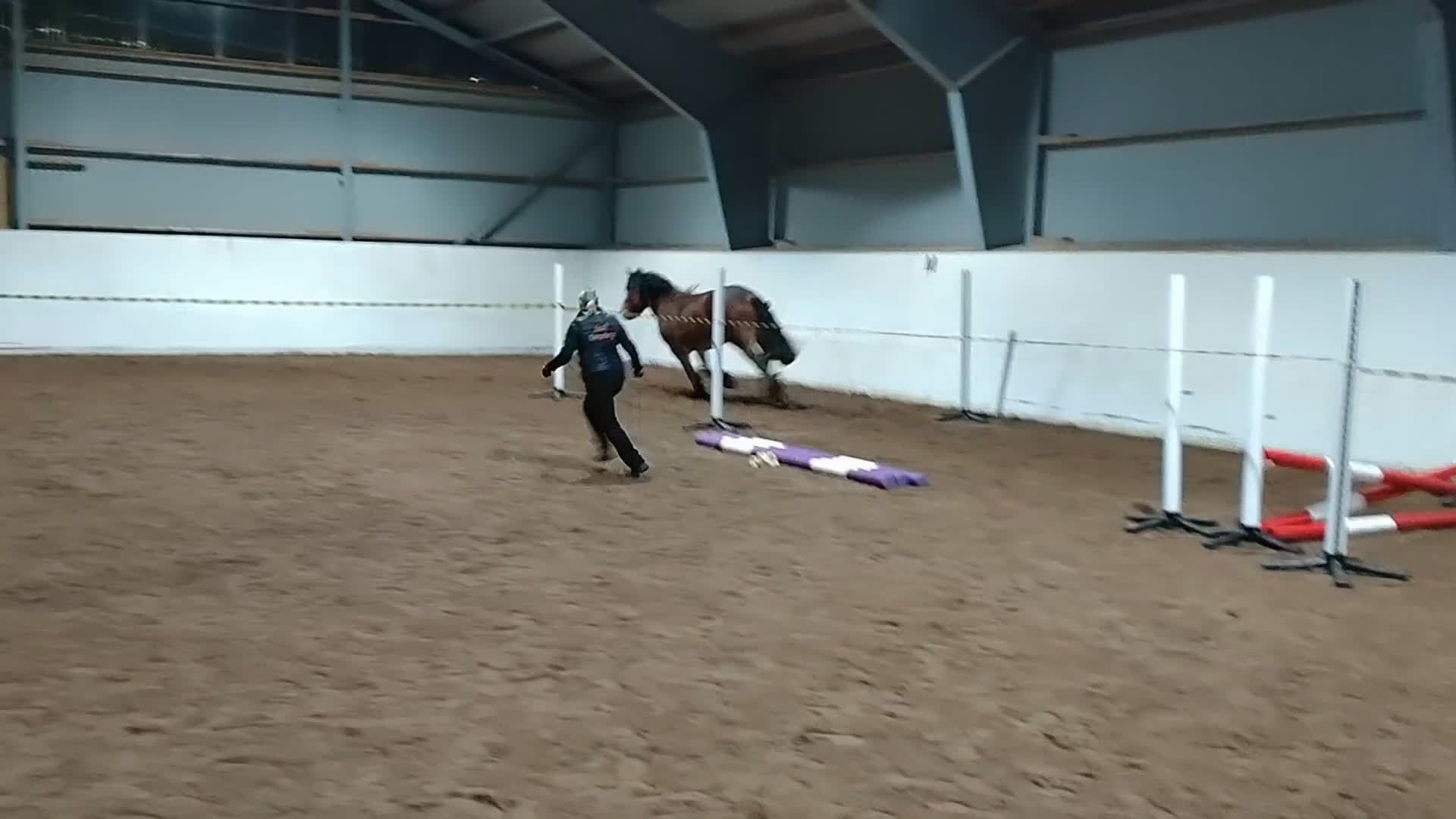 Allround hästar till salu: Fantastiskt allroundhäst  i Töreboda - Video 1