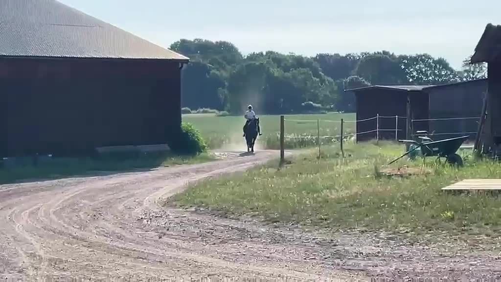 Allround hästar till salu: Kattelbo Hulda  i Kalmar - Video 5