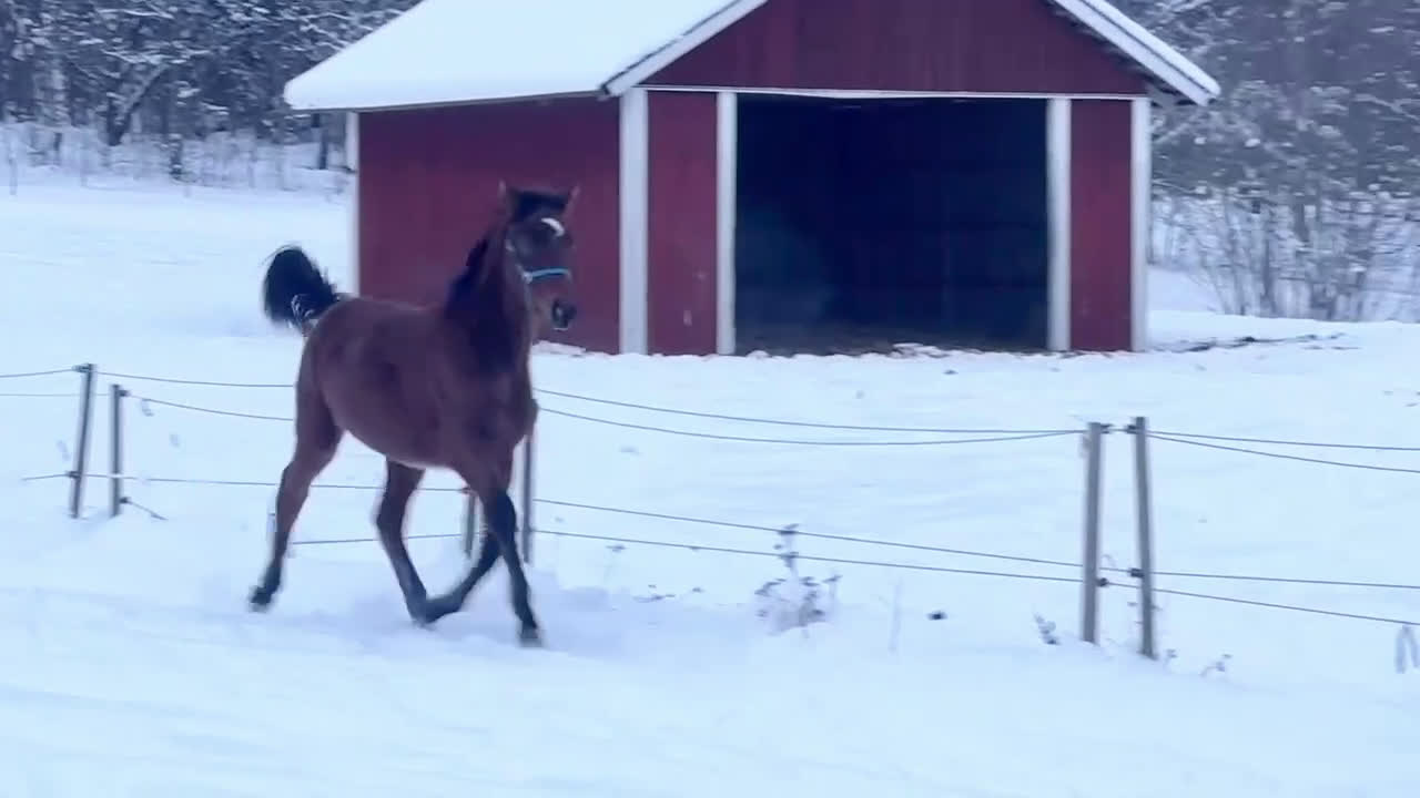 Dressyr hästar till salu: Trevlig kille för dressyrbanan  i Åseda - Video 1