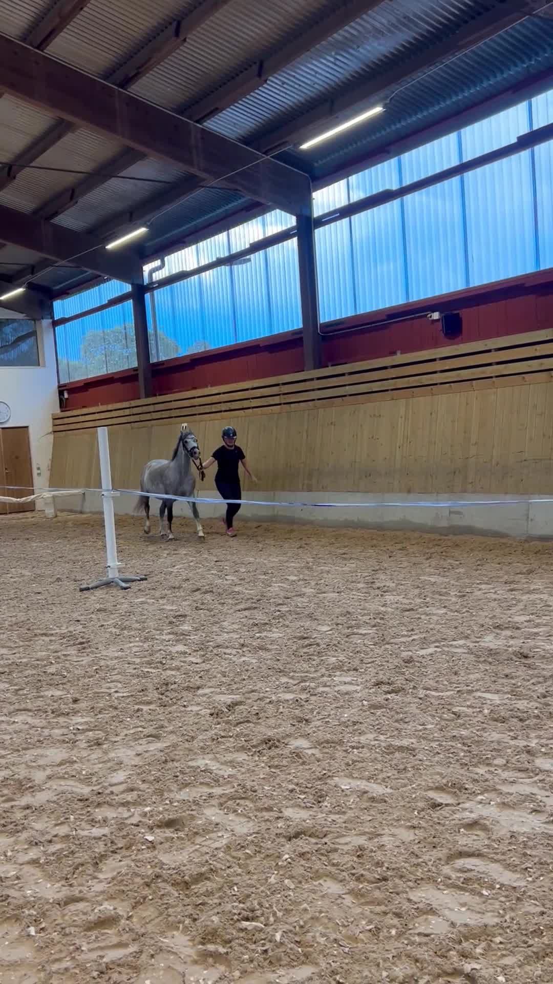  foderhäst finnes: Maxad B-ponny i Kalmar - Video 2