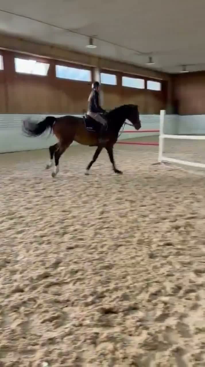 Hoppning hästar till salu: Superfin valack  i Rimbo - Video 1