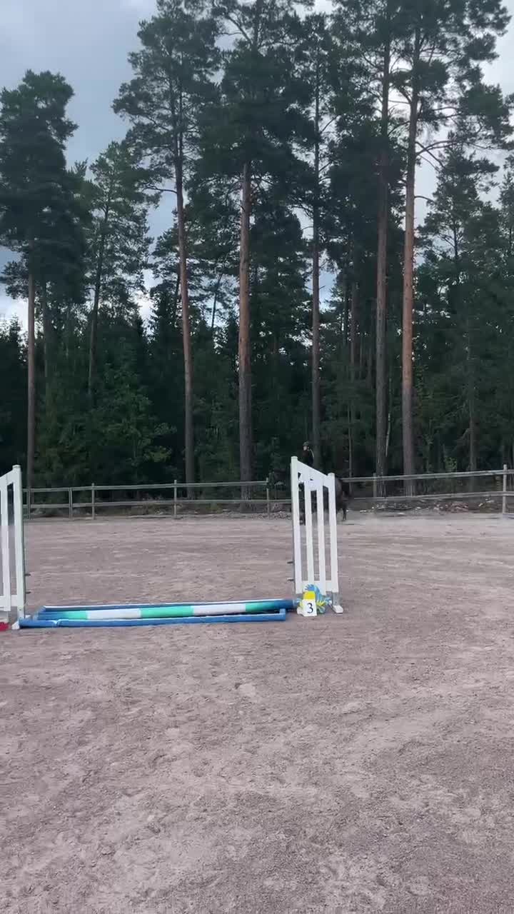 Allround hästar till salu: Tryggt sto för framtiden - Video 2