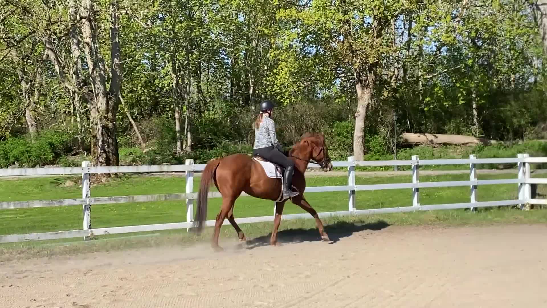 Allround hästar till salu: Vackert och vänligt sto i Trollhättan - Video 5